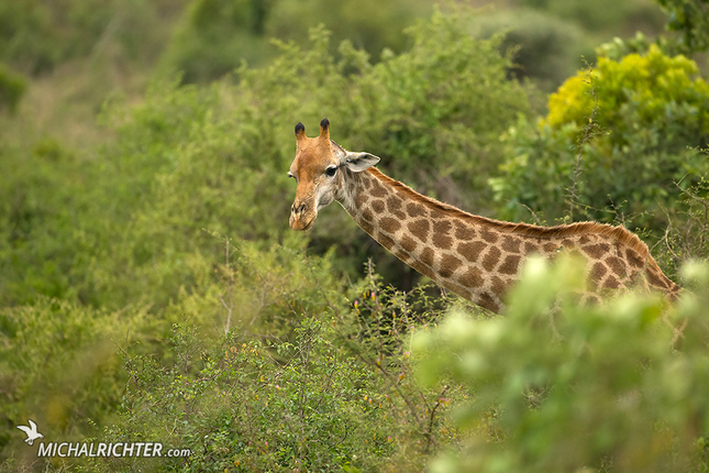 Giraffa giraffa