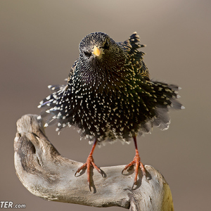 Sturnus vulgaris