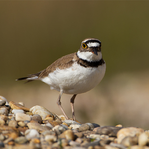 Charadrius dubius