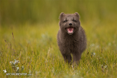 Vulpes lagopus