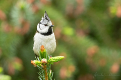 Lophophanes cristatus