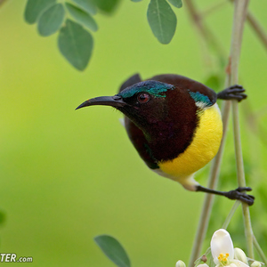 Leptocoma zeylonica