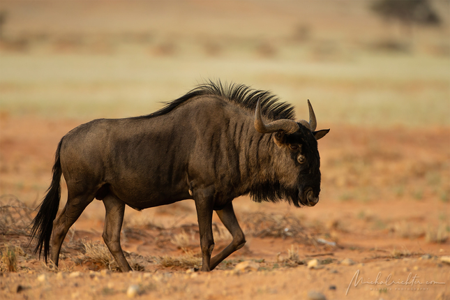 Connochaetes taurinus