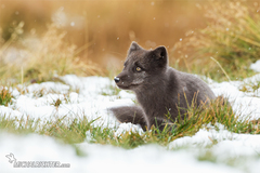Vulpes lagopus