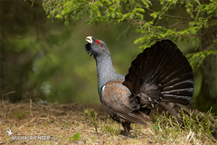 Tetrao urogallus