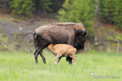 Bison bison