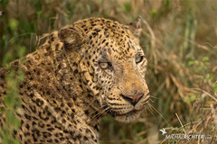 Panthera pardus