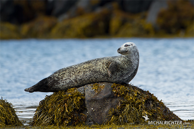 Phoca vitulina