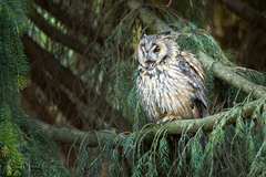 Asio otus
