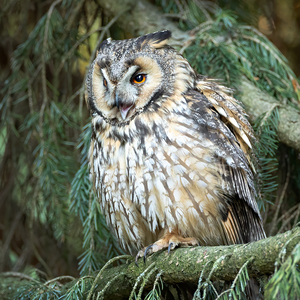 Asio otus