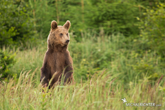 Ursus arctos