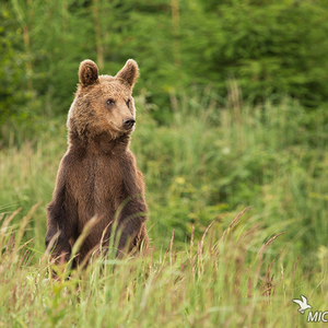 Ursus arctos