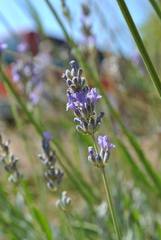 Levandula