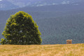 Orava ...