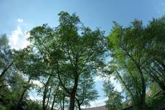 trees