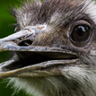 Emu