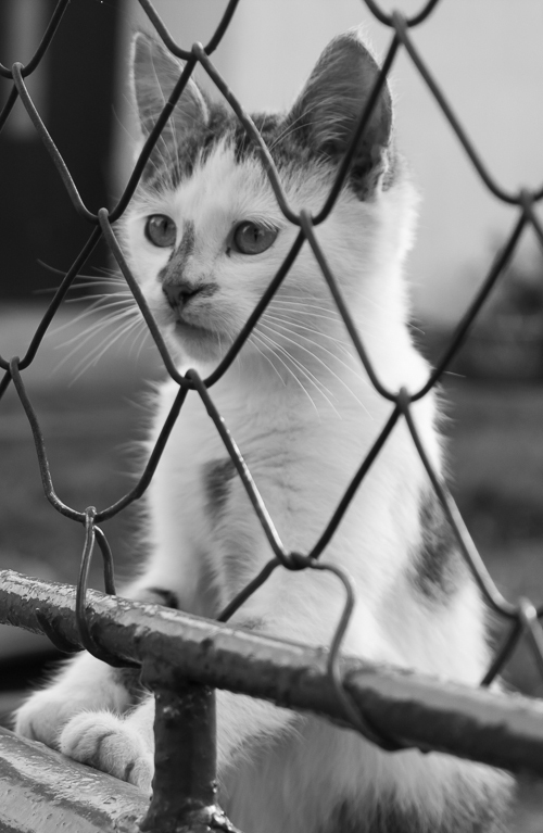 mačka za plotom