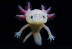 Axolotl mexický