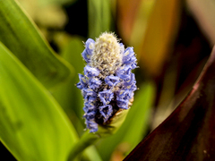 Pontederia Lanceolata