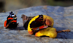 Motýlia rodinka na pikniku