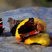 Motýlia rodinka na pikniku