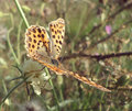 Motýlik