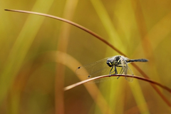 Sympetrum danae