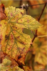 Vitis