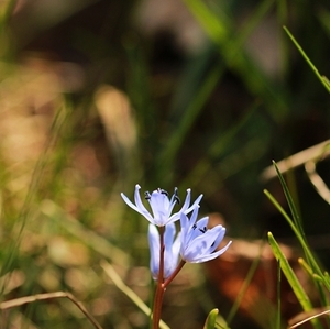 Scilla bifolia