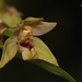 Epipactis purpurata