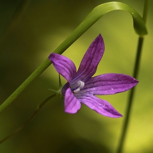 campanula sp.