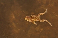 Bufo B.