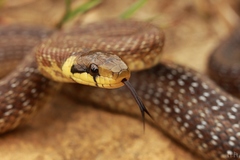Zamenis longissimus