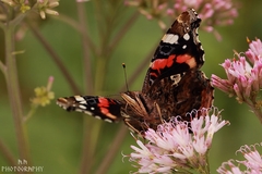 Vanessa atalanta