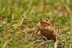 Bufo B.