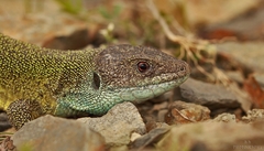Lacerta V.