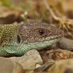 Lacerta V.