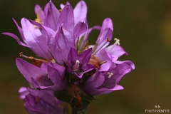 Campanula sp.