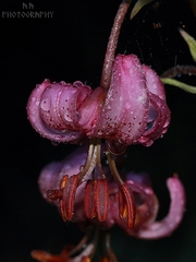Lilium martagon