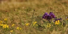 Iris