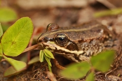 Pelophylax ridibundus