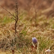 Pulsatilla