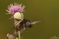 Misumena vatia