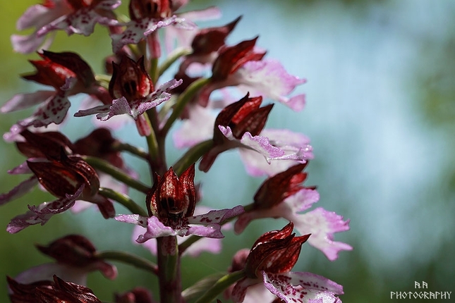 Orchis purpurea