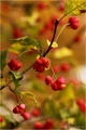 Euonymus europaeus