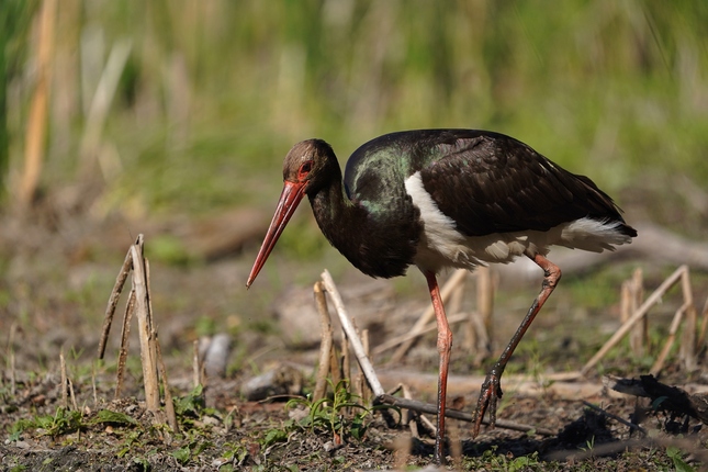 Bocian čierny (Ciconia nigra)