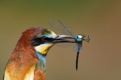 Aeshna affinis