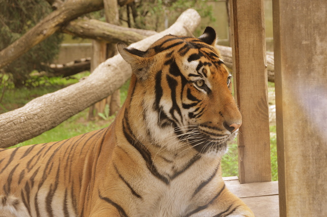 Tiger indický - Panthera tigris