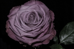 purple rose II.