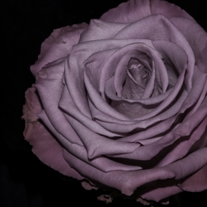 purple rose II.
